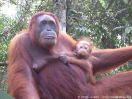 Selama lebih 20 tahun, para warden dan ranjer perhutanan Sarawak melatih anak anak orangutan yang kehilangan Ibu atau di selamatkan dari kurungan untuk hidup berdikari dihutan. 